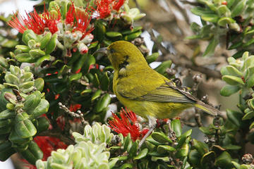 Oahu Endemic Species Birding Adventure