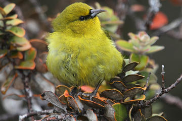 Supreme O'ahu Circle Island Birding Adventure