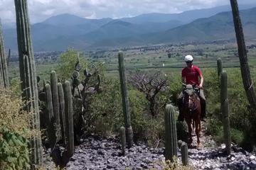 Exotic Flora Half-Day Guided Horseback Riding Tour
