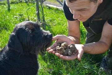 Slovenian Truffle Hunting Experience