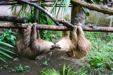 Half-Day Highlights and Culture of Costa Rica Combo Tour