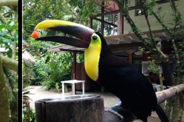 Jaguar Rescue Center
