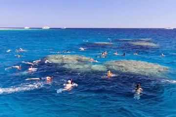 Snorkeling At Tiran Island By Boat Day Trip