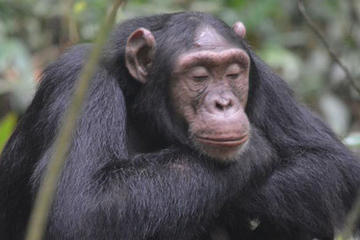 1 day Chimpanzee Tracking Tour in Budongo Forest