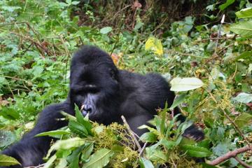 2days Gorilla Tracking Rwanda