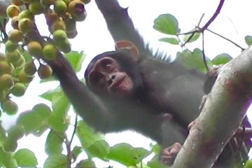 3 Day Chimpanzee Tracking Safari to Kibale National Park