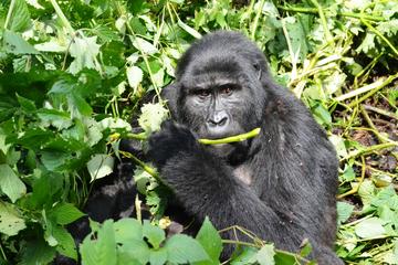 3 day Gorilla Tracking Rwanda