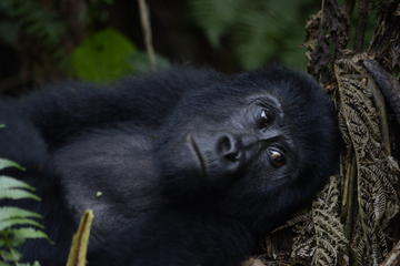 3 day Gorilla Tracking Tour to Bwindi National Park