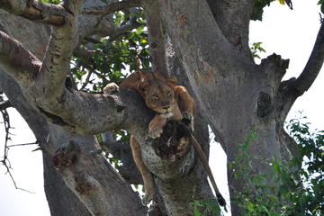 3 Day Queen Elizabeth National Park Safari