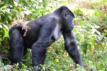 4 Days Gorilla Tracking and Queen Elizabeth National Park Safari
