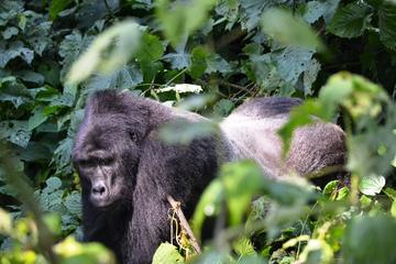 5 Days Gorillas and Wildlife Safari