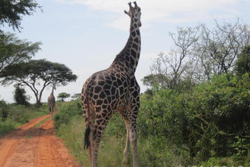 Lake Mburo National Park Safari Day Tour from Kampala
