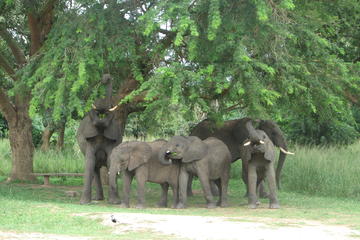 The 3 day Murchison Falls National Park safari andTour