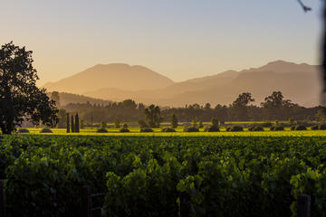 6-Hour Wine Country Tour from San Francisco