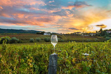 8 Hour Wine Country Tour from San Francisco