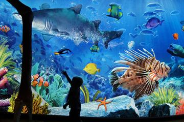 Sea Life Ocean World - Admission Only