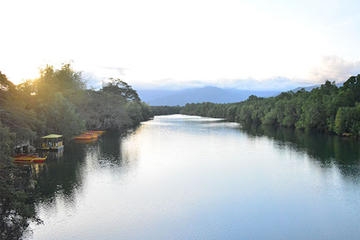 Firefly Watching Tour with Dinner in Puerto Princesa