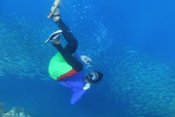Pescador Island Hopping with Sardine Run - Dolphins - Turtle Point