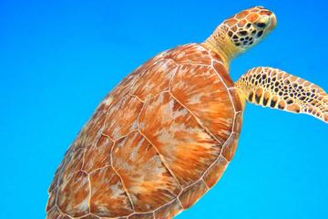 Afternoon snorkeling with Sea turtles