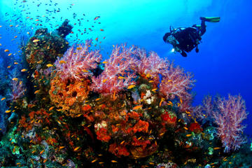 Night- Dive for Certified Diver