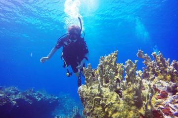 Private Half-Day Dive Charter