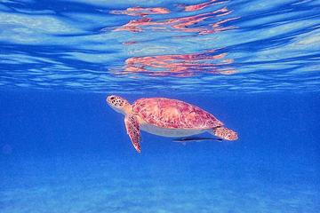 Private Half-Day Snorkeling Charter for Cruise Ship Guests