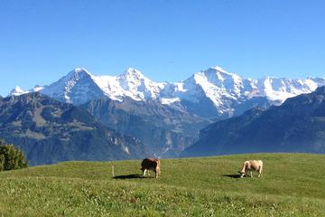 Private Interlaken and Jungfrau Region tour from Lucerne