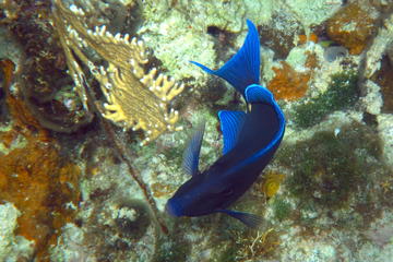 Ultimate Turks and Caicos Snorkeling Tour