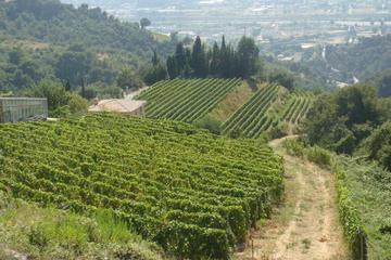 Provence Full-Day Private Tour from Nice