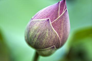 Pha Tad Ke Botanic Gardens Half Day Join-in Tour