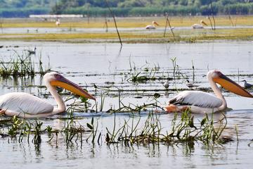 Danube Delta Private 3-Day Birdwatching Tour