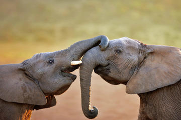 Cape Town Safari with Wine Tasting and Cheese