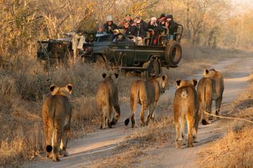 Private 9-Hour Cape Town Big Game Safari with Breakfast