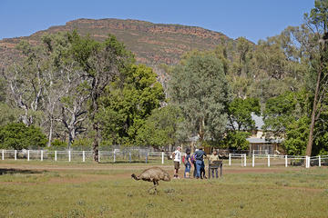 Yura Udnyu - Wilpena Pound Aboriginal Cultural Walk