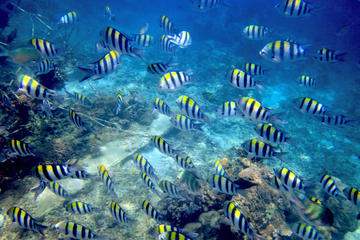 Catalina Island and Altos de Chavon Day Trip from Punta Cana