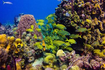Half Day Private Snorkeling Catamaran Tour in Punta Cana