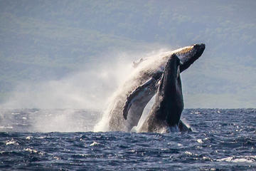 Maui Ka’anapali Beach Whale-Watching Cruise with Open Bar