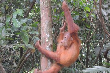 3 days Medan Orangutan Bukit Lawang