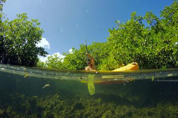 Magic Mangrove Paddle in Beef Island Lagoon