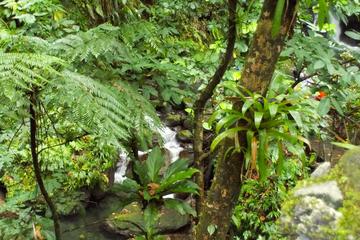St Kitts Rainforest Tour