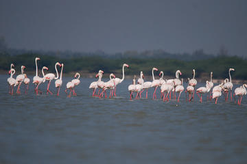 Private Bird Watching Experience in Dubai