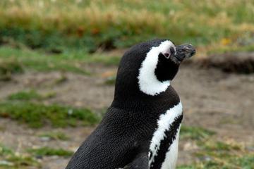 Punta Arenas Shore Excursion: Otway Sound Penguin Colony Tour