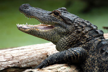 Crocodile at Gatorland