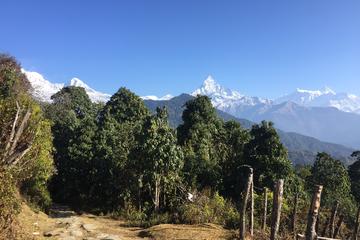 Ghandruk Trek with Dhampus for Families with Young Kids from Pokhara Nepal