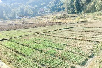 Silkworm Farm (Sericulture) Visit with Easy Hiking in Pokhara Nepal