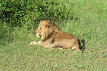 3-Day Luxury Uganda Safari- Murchison Falls National Park