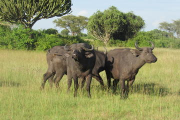 3-Day Queen Elizabeth National Park Safari Tour
