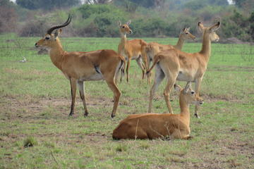 8-Day African Safari Tour- Uganda Safari