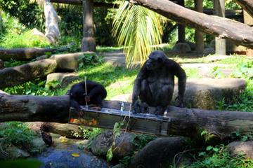 Private Tour: Singapore Nature Touch Tour