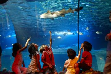 SEA LIFE Porto Entrance Ticket
